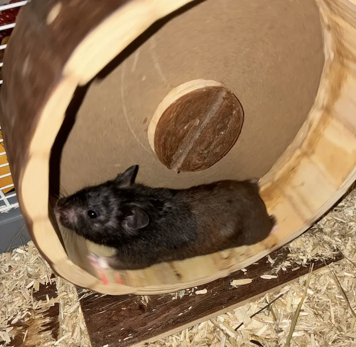 Mollie, a black male hamster, running on a wheel.