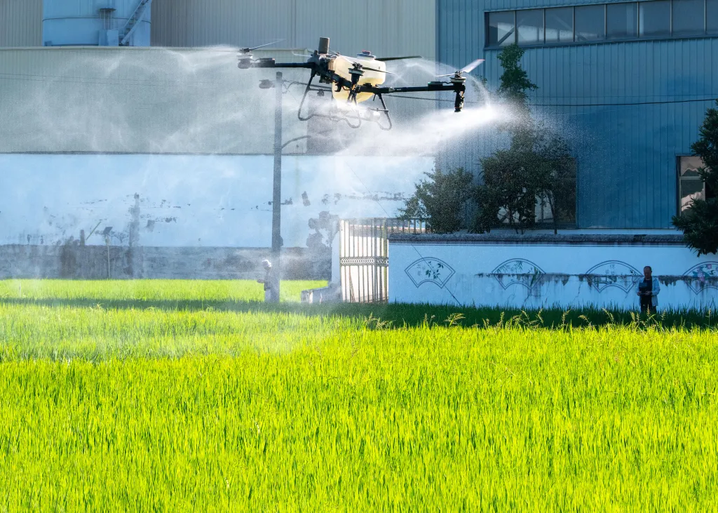 An agricultural drone spraying pesticides over bright green rice fields.