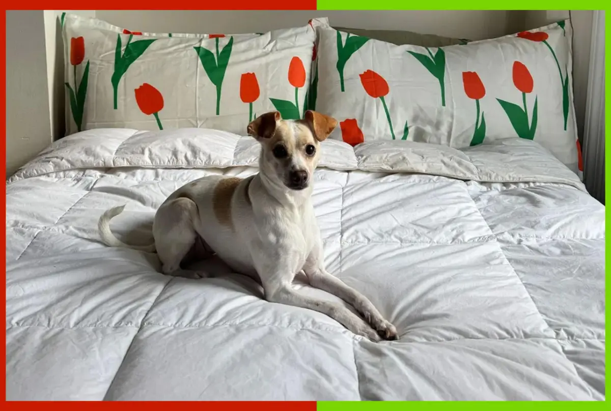 17 best comforters we tested for optimal sleep