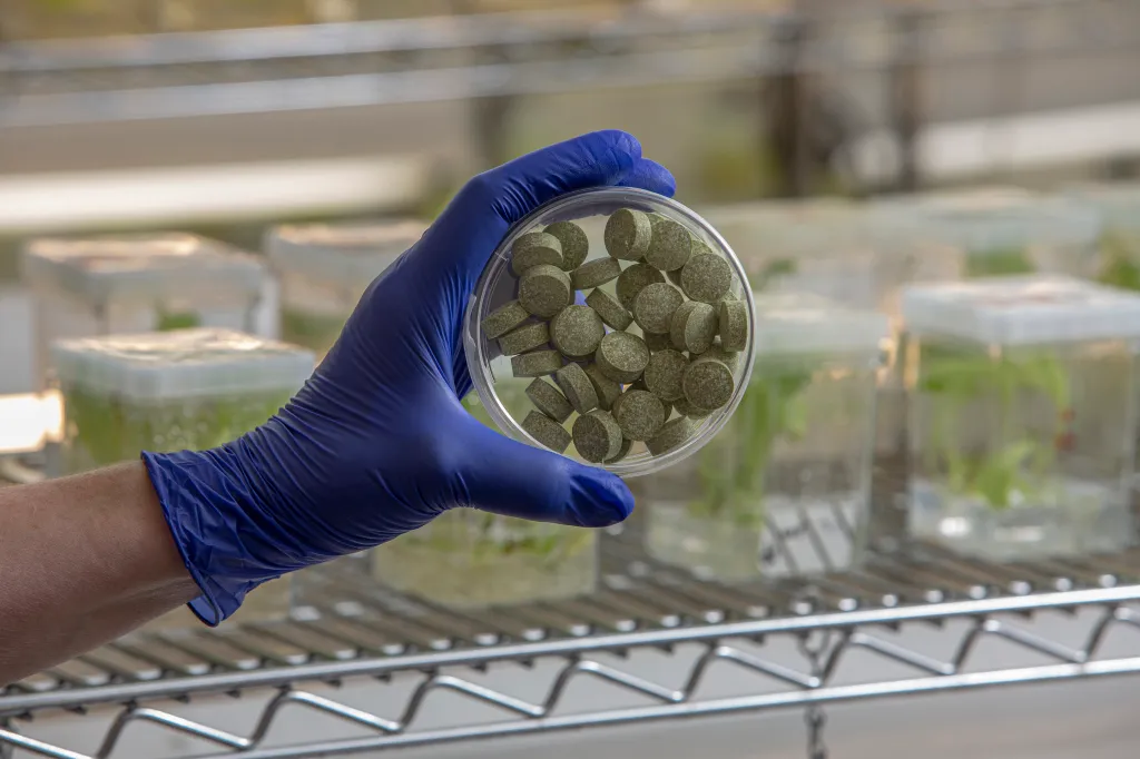 A gloved hand holds a petri dish filled with small, green, round bioengineered bean gum tablets, with lab equipment in the background.