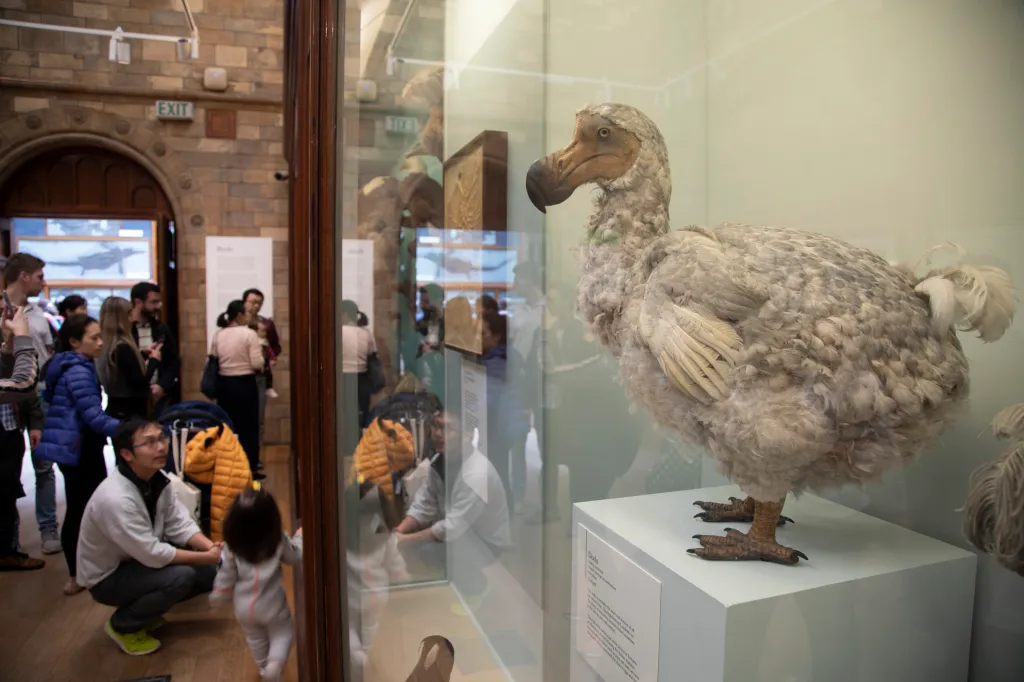 Dodo exhibit.