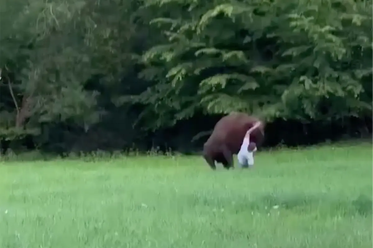Wild video shows huge bison knock tourist to ground — and refuse to let him stand up