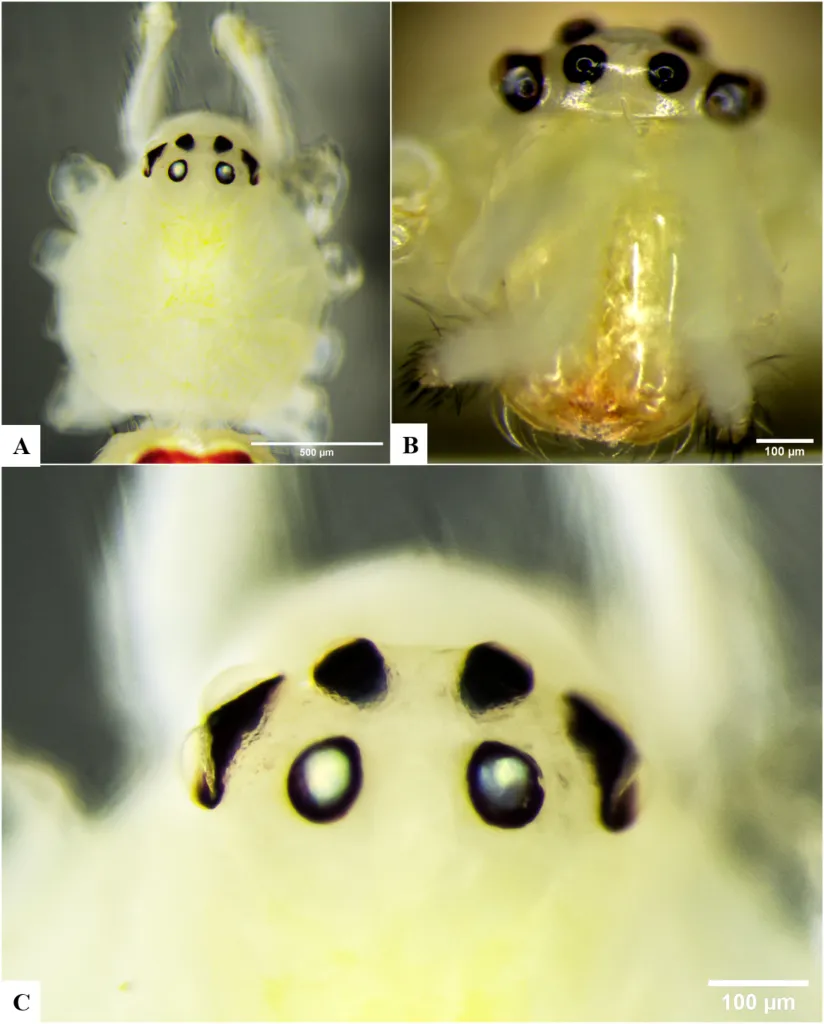 Known for its iconic array of color patterns, the happy-face spider gets its name from patterns that resemble a smiling face.