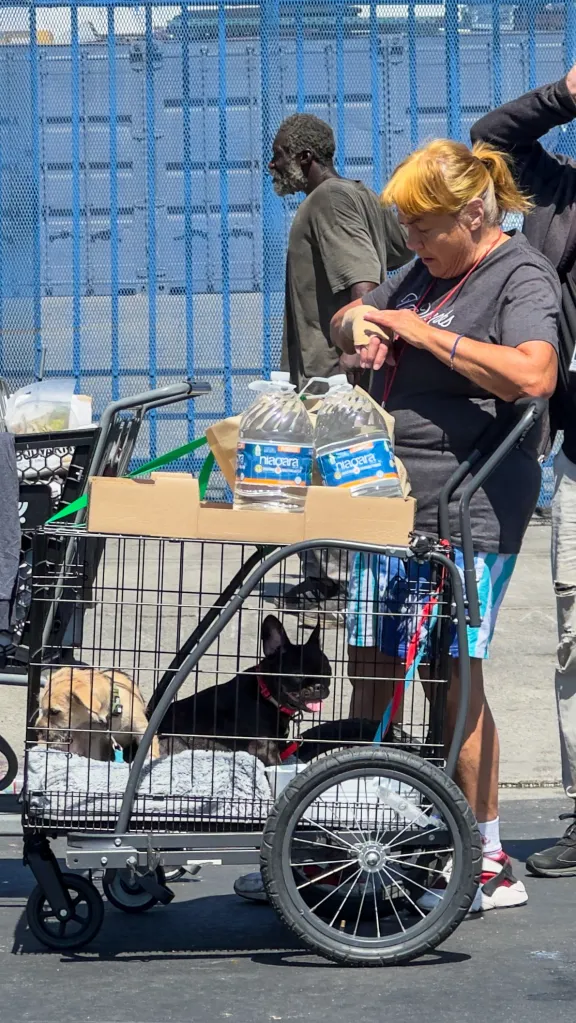 A homeless woman with a cart carrying two dogs and two large water bottles.