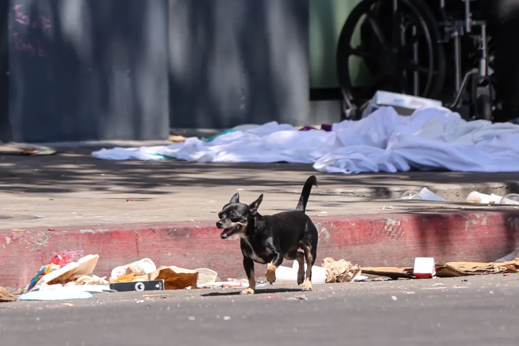 A black chihuahua runs on a trash-strewn street, with a dirty white blanket and a wheelchair in the background.