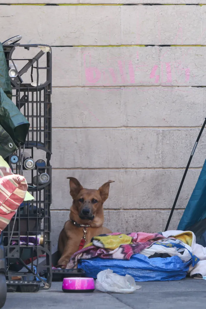 A homeless dog lies among scattered belongings on a sidewalk in Skid Row.