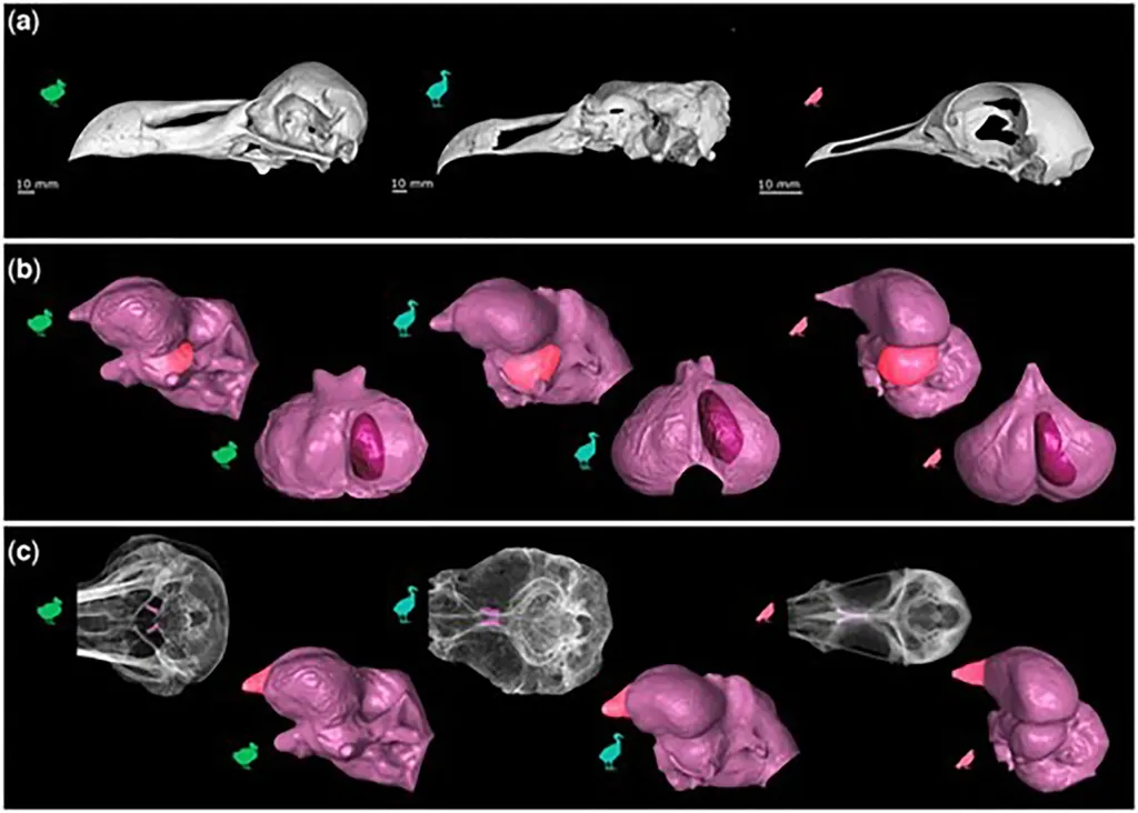 Bird skulls.