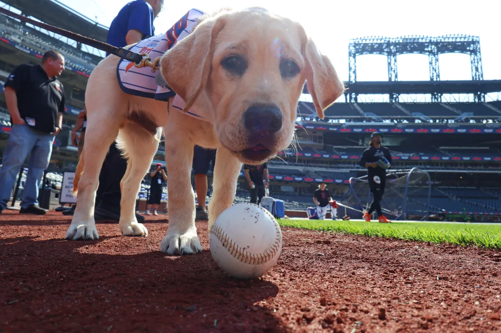 "Howie," a future service dog of American VetDogs named for Howie Rose, meets Howie Rose and tours the facilities before the New York Mets play the Miami Marlins at Citi Field in Queens, NY, on Friday, July 31, 2026. (Robert Sabo for NY Post)