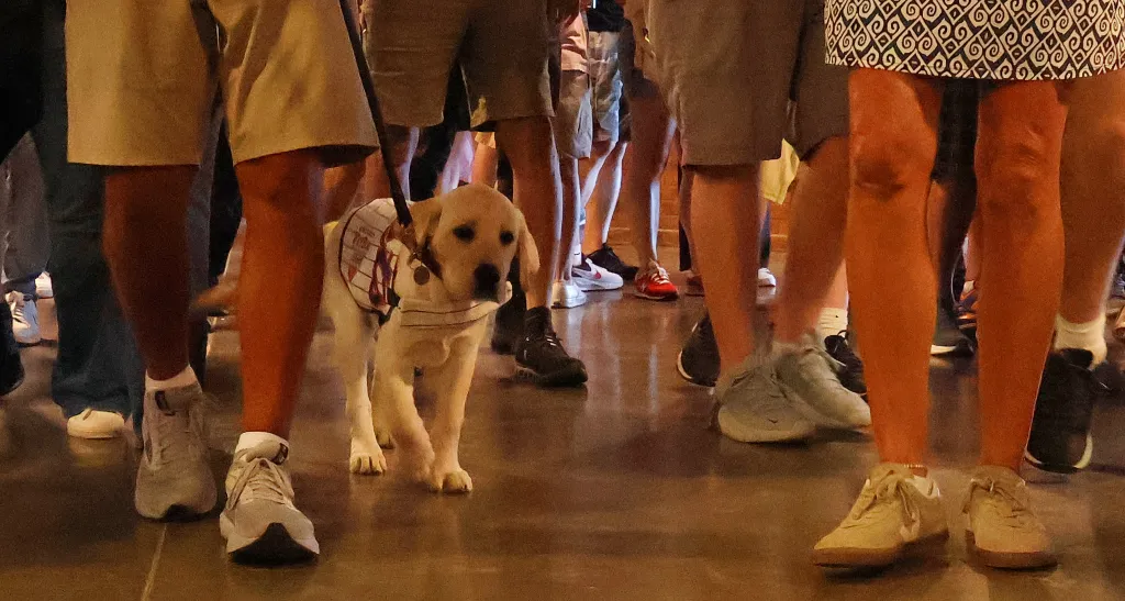 Howie walks through the crowds of Citi Field.