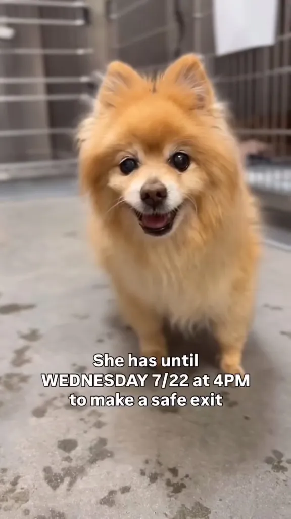 A small tan dog stands in a cage with text overlayed, warning that it has until Wednesday at 4 PM to be adopted or euthanized.