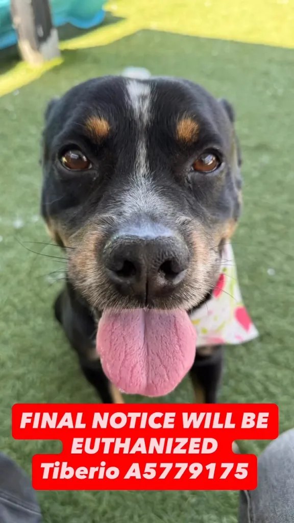 Tiberio A5779175, a black and tan dog with a white stripe on his nose and a pink tongue hanging out, with a red sign on the bottom that reads "FINAL NOTICE WILL BE EUTHANIZED."