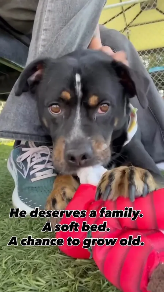 A black and brown dog, with a white stripe between its eyes, being petted while looking up at the camera. Text on the image reads "He deserves a family. A soft bed. A chance to grow old."