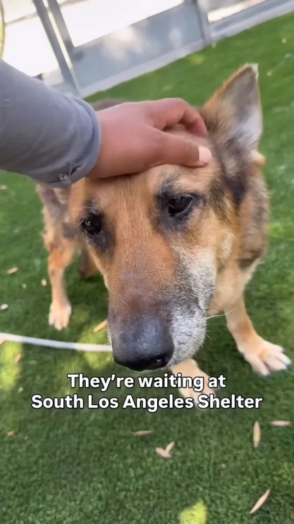 A person petting a German Shepherd at the South Los Angeles Shelter.