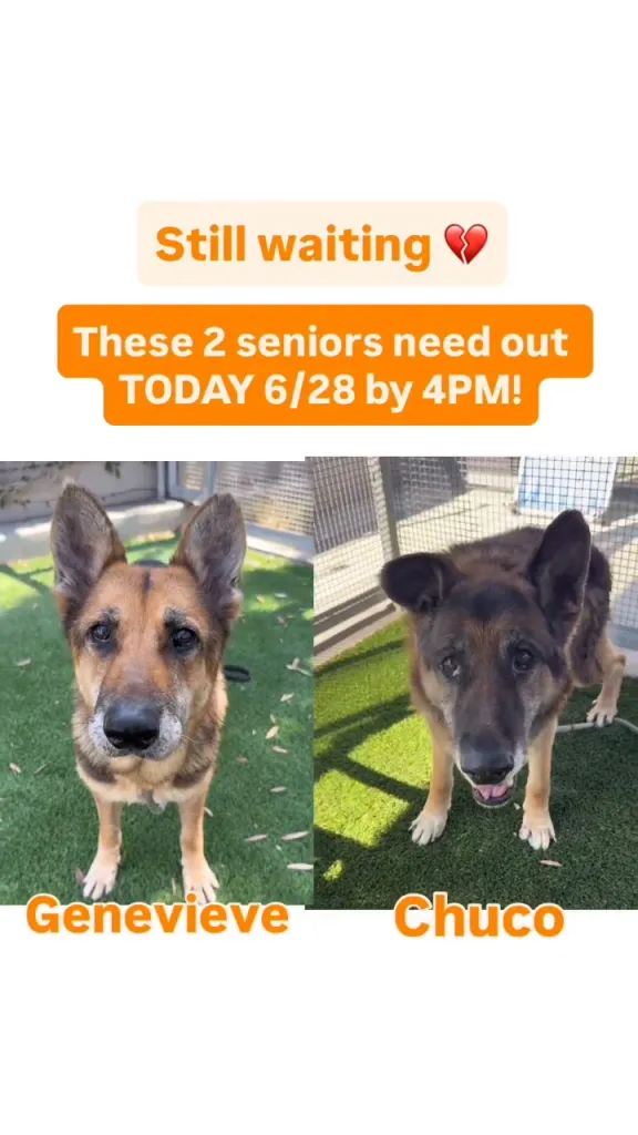 Two senior dogs, Genevieve and Chuco, in separate photos, with a message stating they need to be adopted by 4 PM on 6/28.