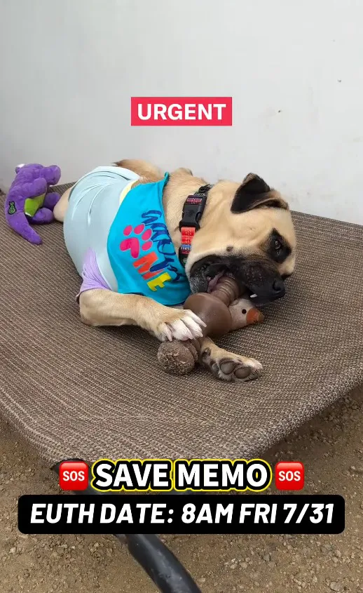 A tan dog in a blue shirt with the text "URGENT" and "SAVE MEMO" above it, with a "EUTH DATE: 8AM FRI 7/31" below it.