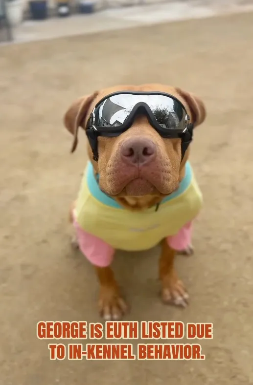 A brown dog wearing reflective goggles and a yellow and pink shirt sits on a dirt path with the text "GEORGE IS EUTH LISTED DUE TO IN-KENNEL BEHAVIOR."