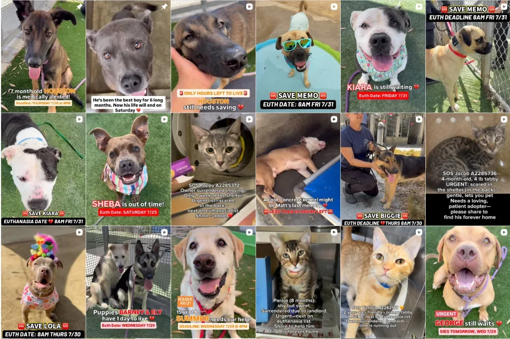 Collage of 18 images of dogs and cats awaiting euthanasia at a shelter.