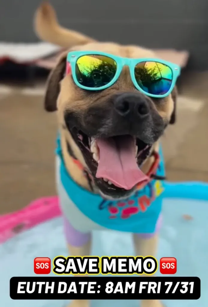 A dog in turquoise sunglasses and a blue bandana with a notice stating "SAVE MEMO" and "EUTH DATE: 8AM FRI 7/31."