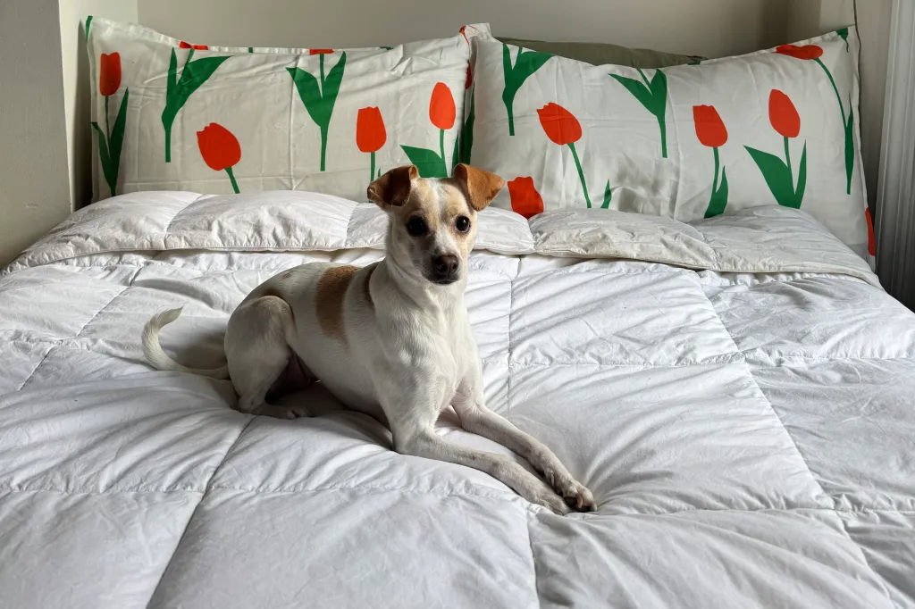 Dog sitting on Royal Luxe Bedding from Macy's