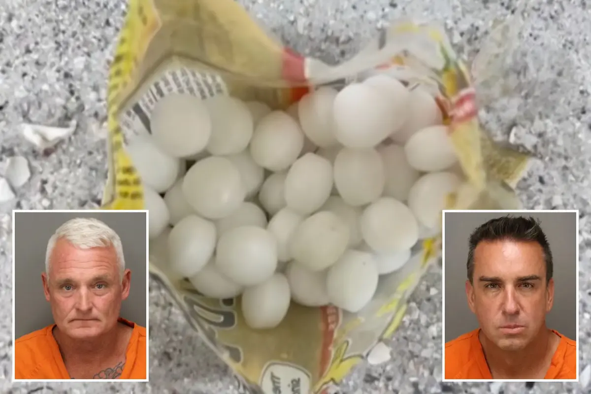 Florida business owners allegedly scattered 1,500 mothballs on beach to scare off endangered birds