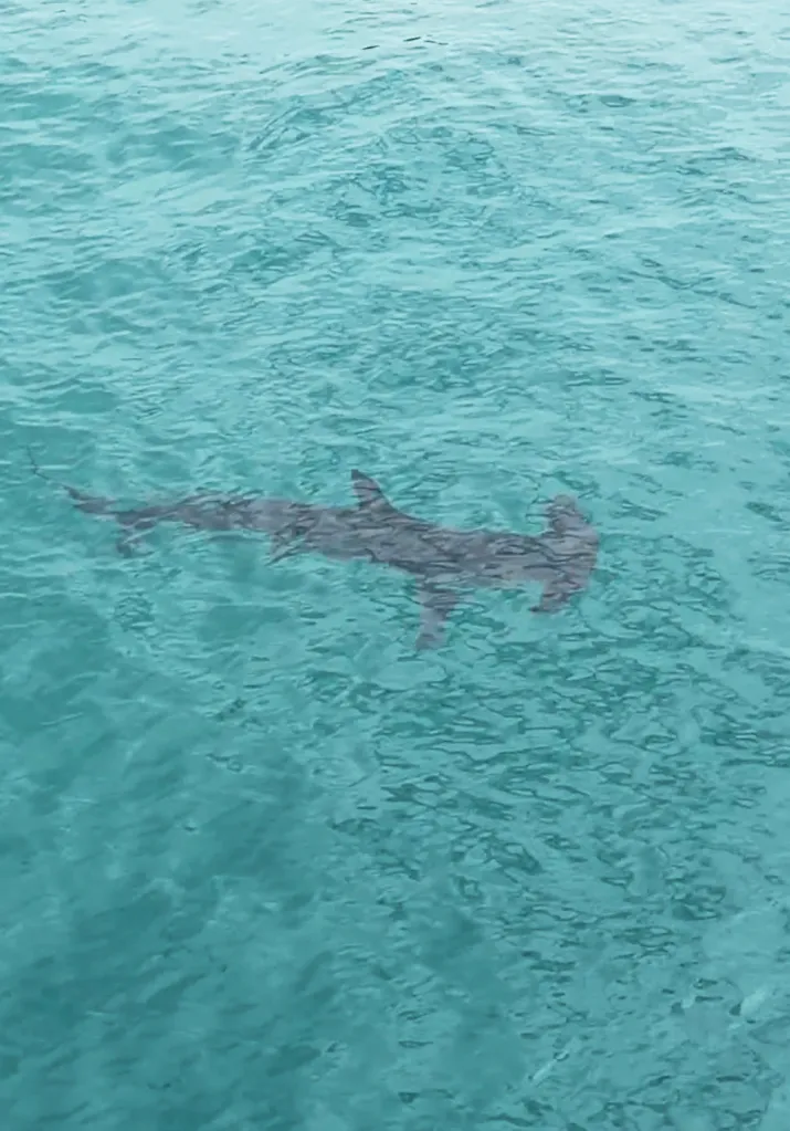 A hammerhead shark swimming in clear turquoise water.
