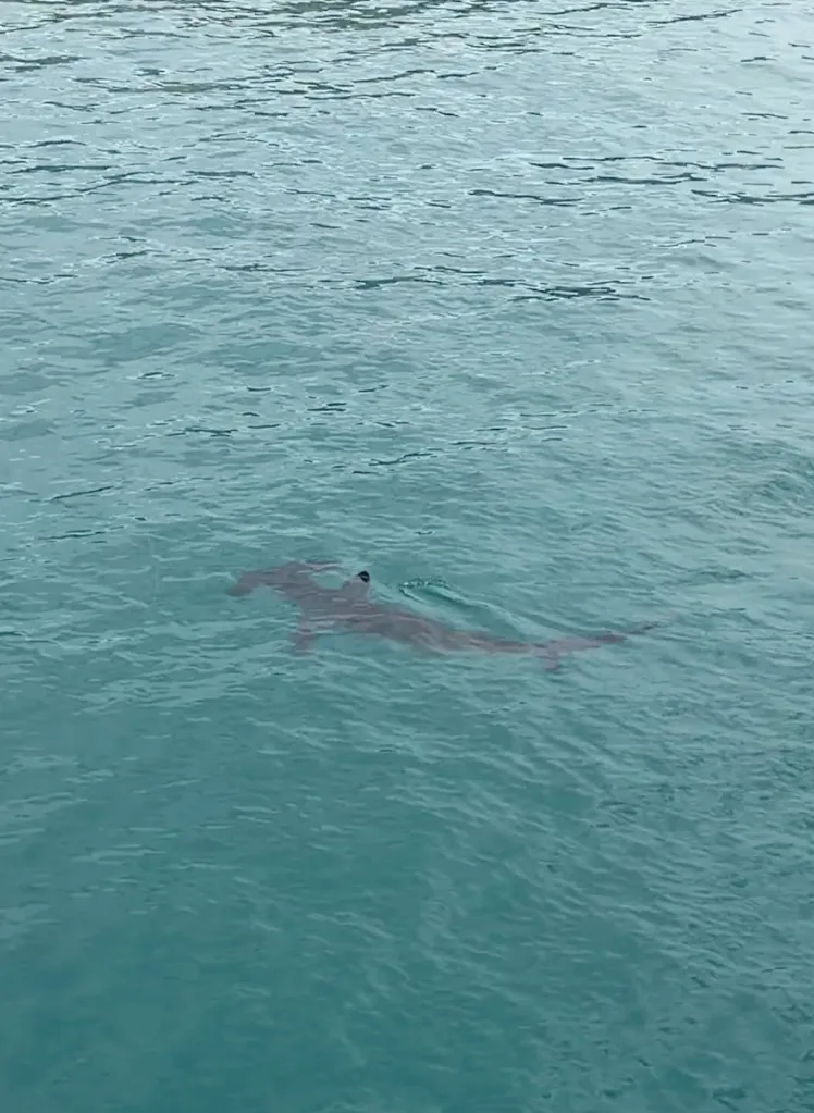 A hammerhead shark with its dorsal fin visible swimming in blue water.