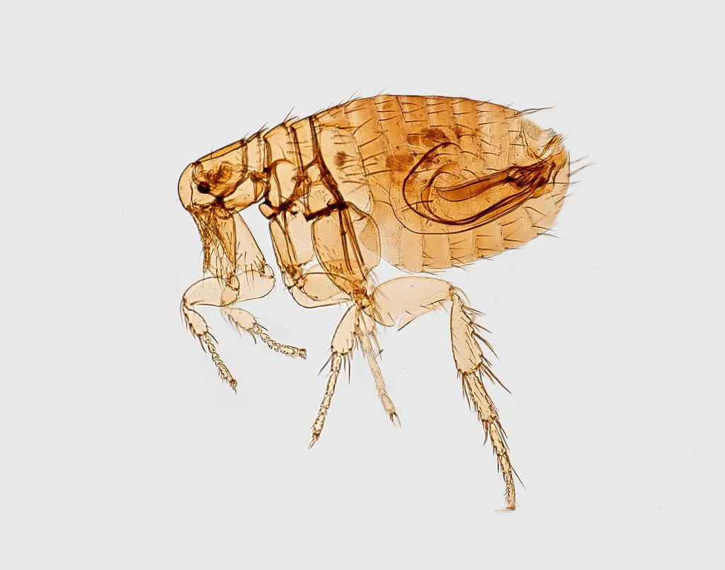 Digitally colorized scanning electron micrograph showing a flea.