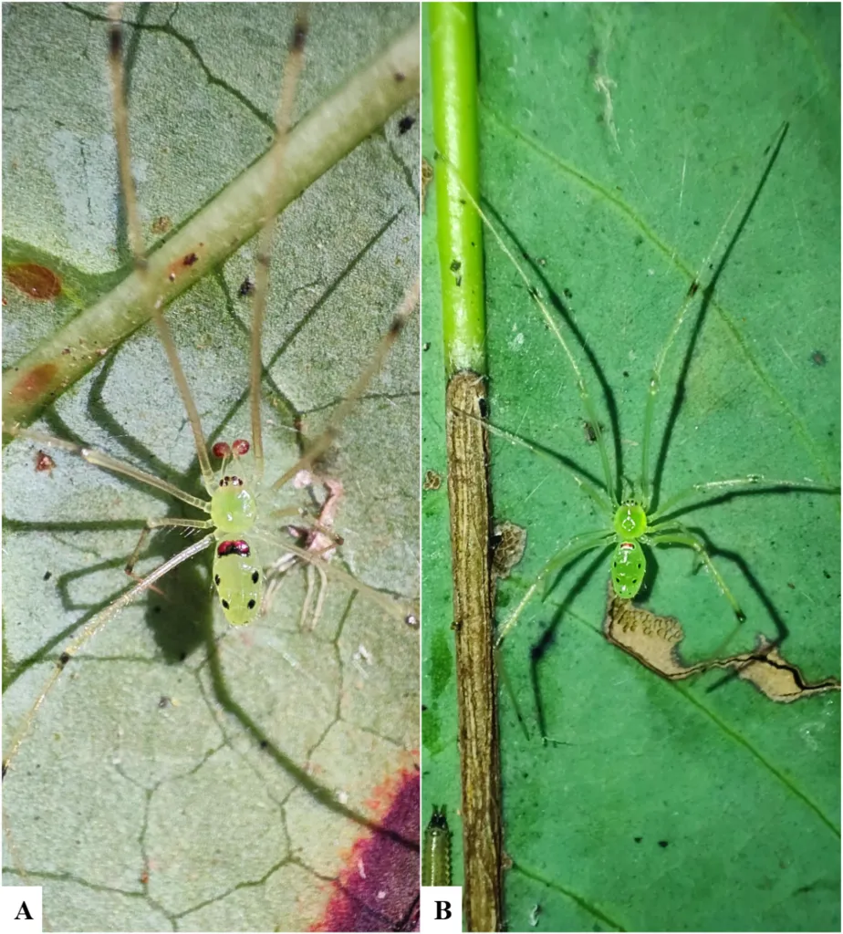 The new species, Theridion Himalayana, which belongs to the spider family Theridiidae, is just one of 577 others; it is known as one of the most diverse due to several significant traits.
