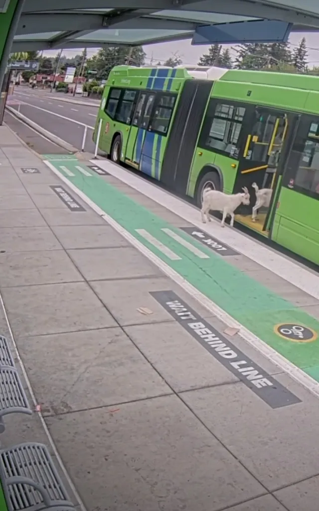 Two white goats attempt to board a green public bus at a bus stop.