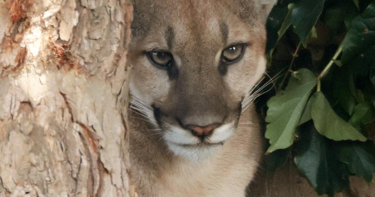Injured mountain lion found in a San Dimas neighborhood was euthanized, wildlife officials say