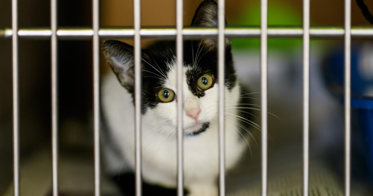 Euthanasia rates of cats and kittens are on the rise at L.A. city animal shelters