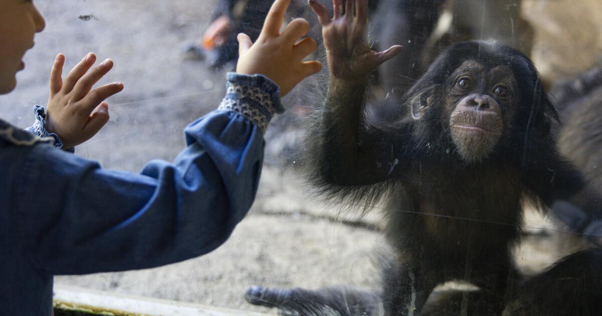 You could soon be paying more to visit the L.A. Zoo