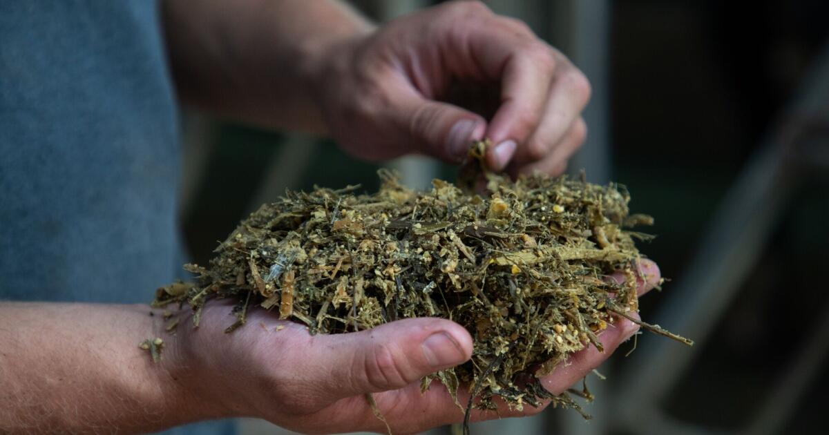 The secret ingredients farmers add to their dairy cows’ diets