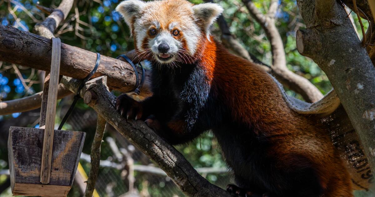 Red panda mom dies weeks after loss of newborn cubs at California zoo