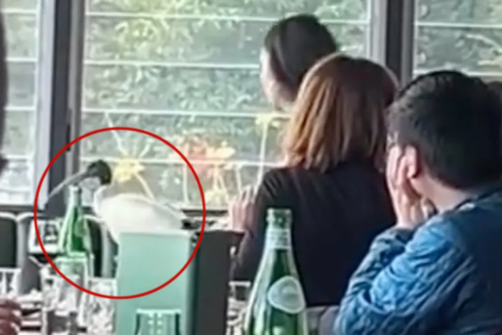 An ibis on a restaurant table, next to a woman reaching for it.