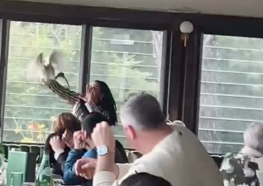 Woman "Alice" attempting to shoo an ibis out of a window.